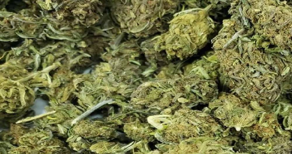 पर्साबाट दुई सय तेह्र किलो गाँजा बरामद