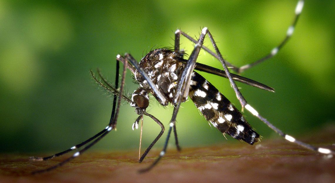 बागलुङमा डेङ्गुभन्दा स्क्रब टाइफसका बिरामी धेरै