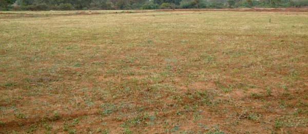 आलेखः बसाइँसराईले बाँझिदै खेतीयोग्य जमिन