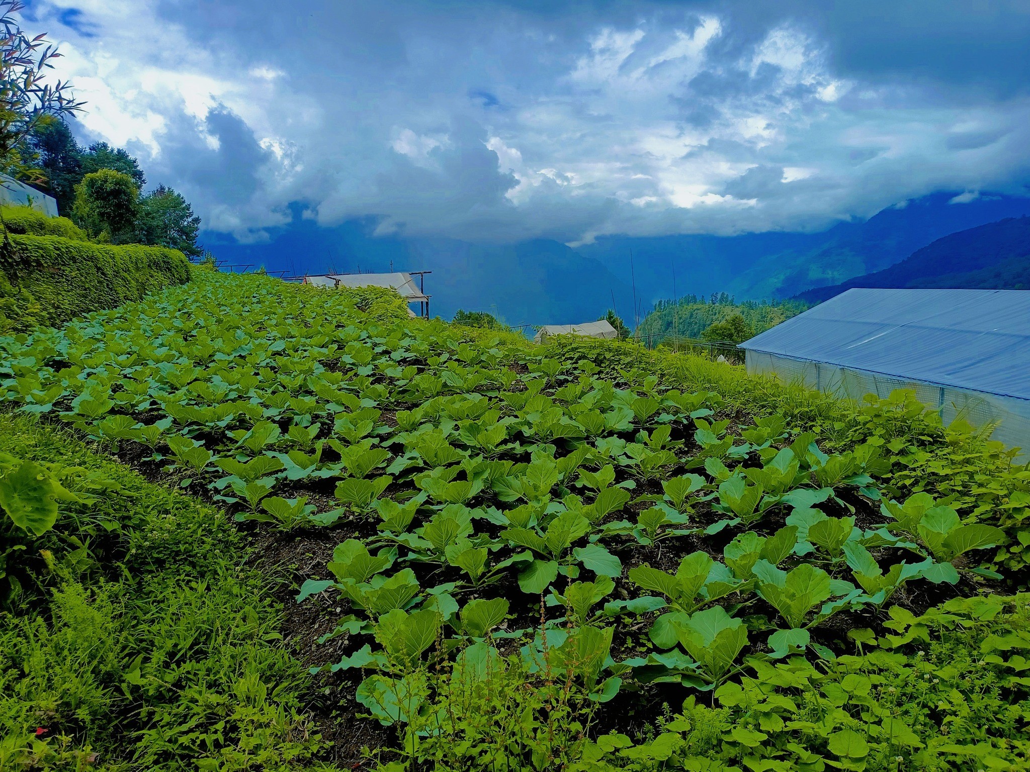 व्यावसायिक तरकारी खेतीबाट परिवारको आर्थिक आधार मजबुत बनाउँदै