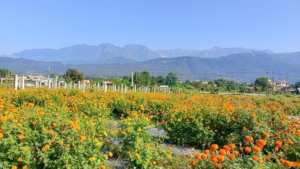 मकवानपुरमा सयपत्री र मखमली फूलको व्यवसाय :  तिहारमा विदेशबाट आयात गर्नुनपर्ने (भिडियो सहित)