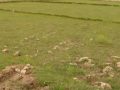 पन्ध्र हजार हेक्टर जमिन बाँझै
