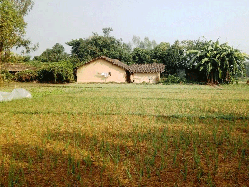 लसुन रोपेर आम्दानी गर्दै पिपलाडीका किसान