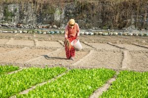 सहरीकरणले नछोएको बोडेफाँट,किसानहरु व्यस्त(फोटो फिचर)
