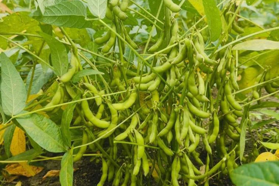 भटमास खेतीमा किसानको आकर्षण बढ्यो, वार्षिक तीन लाखसम्म आम्दानी