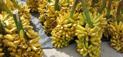 केराको न्यूनतम समर्थन मूल्य तोक्न केरा उत्पादक महासंघको माग