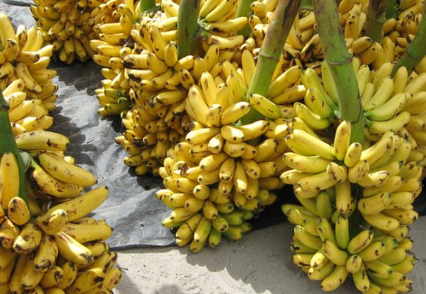 केराको न्यूनतम समर्थन मूल्य तोक्न केरा उत्पादक महासंघको माग