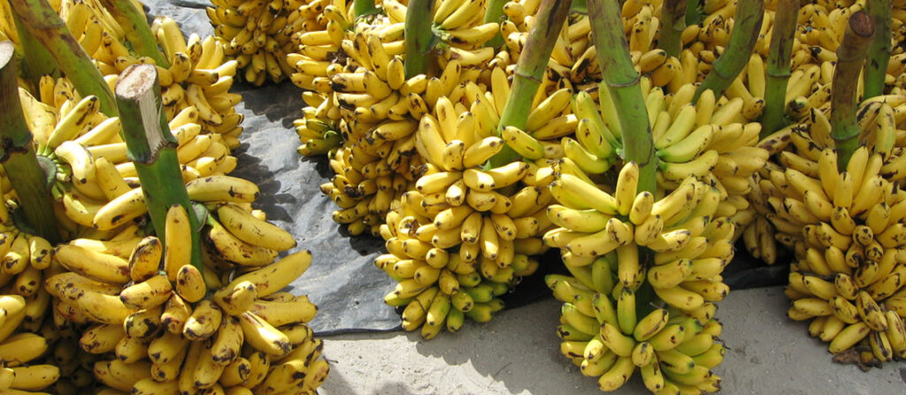 केराको न्यूनतम समर्थन मूल्य तोक्न केरा उत्पादक महासंघको माग