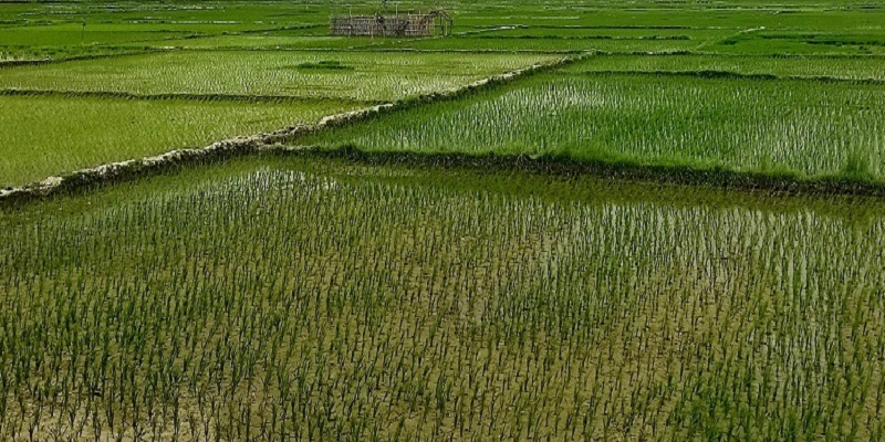 छोटो अवधिमा पाक्ने धानको खोजी