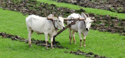 कृषक पाठशालालाई २८ लाखका कृषि सामाग्री प्रदान