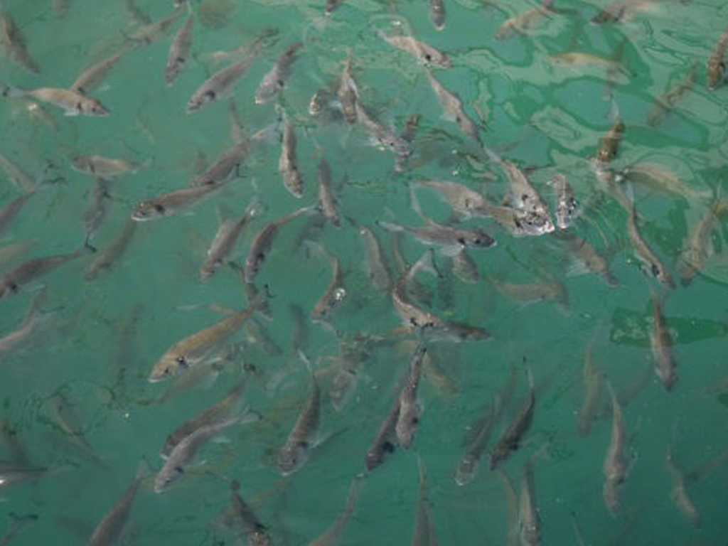 मत्स्यपालक किसानका समस्या समाधान गर्न छलफल