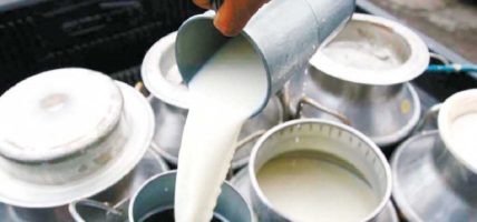 घरमै दूध बिक्न थालेपछि किसान उत्साहित