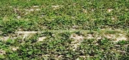 हुरी तथा चट्याङसहितको वर्षाले हिउँलेबालीमा क्षति