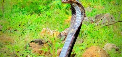झापामा सर्पदंशबाट वृद्धाको मृत्यु