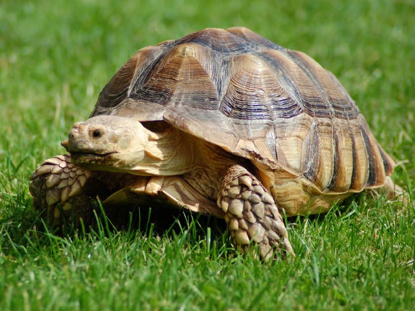 दुर्लभ प्रजातिका दुई वटा कछुवाको उद्धार