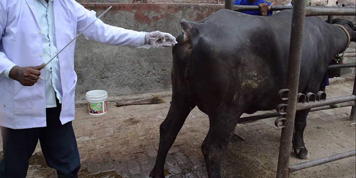 चार महिनामा ३४६ गाईभैँसीमा कृत्रिम गर्भाधान