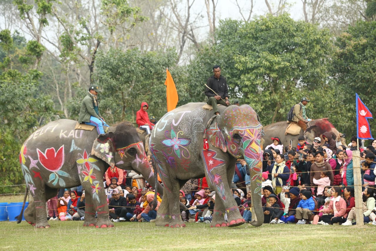 चितवन हात्ती महोत्सव : सौराहामा आज हात्ती पूजा र वनभोज