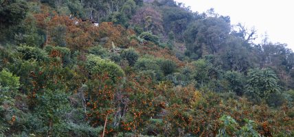 बागलुङमा झण्डै २७ करोडको सुन्तला उत्पादन