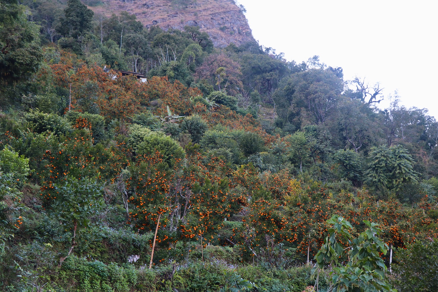बागलुङमा झण्डै २७ करोडको सुन्तला उत्पादन