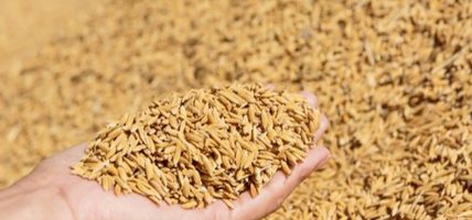 चार करोड मूल्य बराबरको धान खरिद