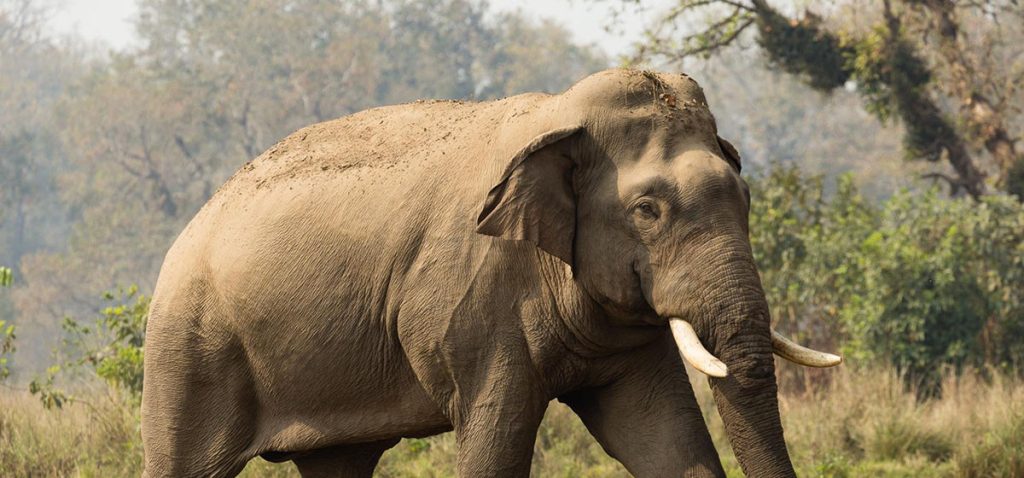 बाहुनडाँगीमा हात्ती नियन्त्रण गर्न ‘टास्कफोर्स’ परिचालन