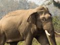 बाहुनडाँगीमा हात्ती नियन्त्रण गर्न ‘टास्कफोर्स’ परिचालन बाहुनडाँगीमा हात्ती नियन्त्रण गर्न ‘टास्कफोर्स’ परिचालन