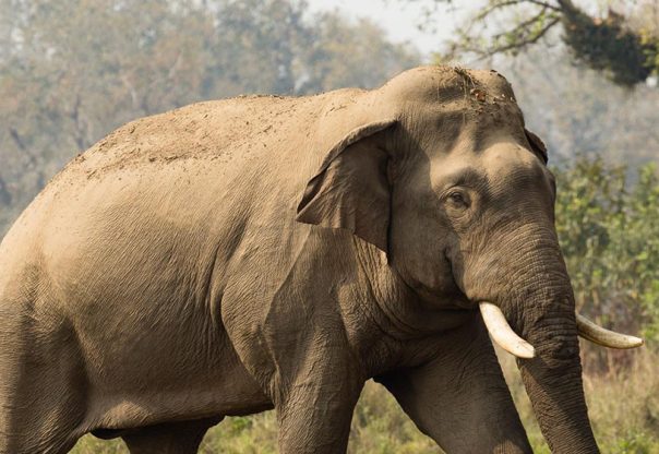 बाहुनडाँगीमा हात्ती नियन्त्रण गर्न ‘टास्कफोर्स’ परिचालन