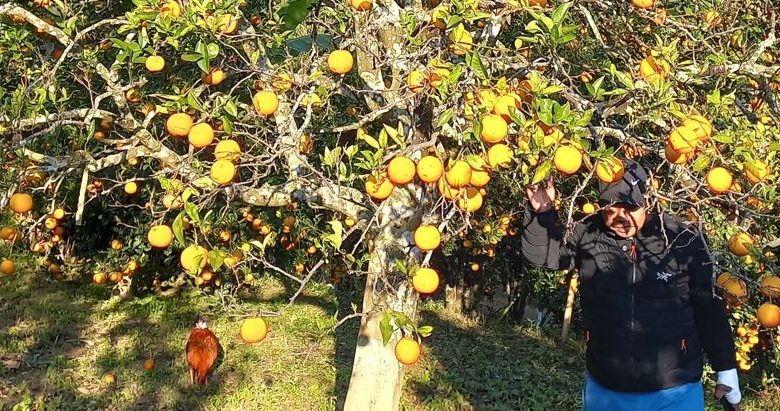 गोलन्जोरका जुनार–सुन्तला बगैँचामा पैसाको बिटो !