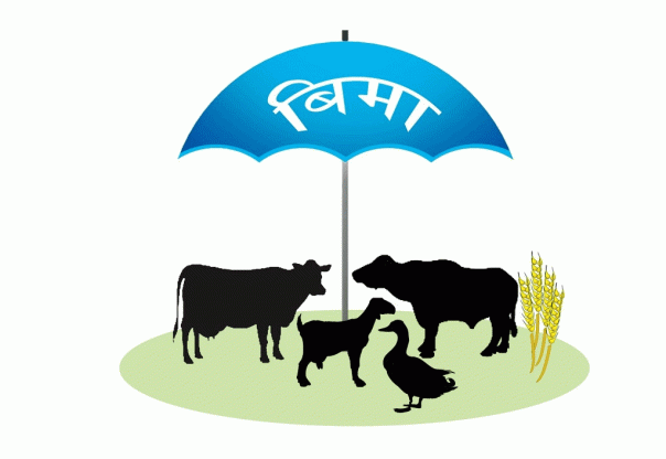 जीवन बिमा शुल्कबाट एक खर्ब २७ अर्ब ६९ करोड सङ्कलन जीवन बिमा शुल्कबाट एक खर्ब २७ अर्ब ६९ करोड सङ्कलन
