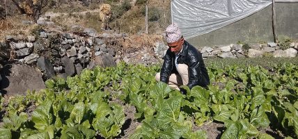 धेरै दौंतरी विदेशिए, महाँचन्द्र तरकारी खेतीबाटै मासिक डेढ लाख कमाउँदैछन्