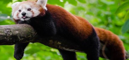 रेडपाण्डा संरक्षण गर्न जनचेतनामूलक कार्यक्रम