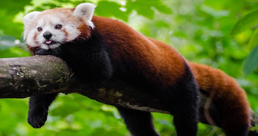 इलामको सन्दकपुरमा तेस्रो रेडपाण्डा महोत्सव सुरु, विश्वभरबाट पर्यटक भित्र्याउने लक्ष्य