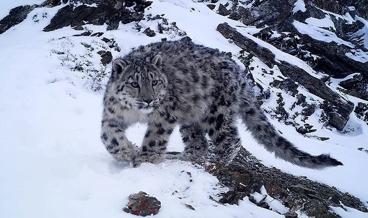 उपल्लो मुस्ताङमा हिमचितुवाको आक्रमणबाट २१ वटा भेडा च्याङ्ग्रा मरे