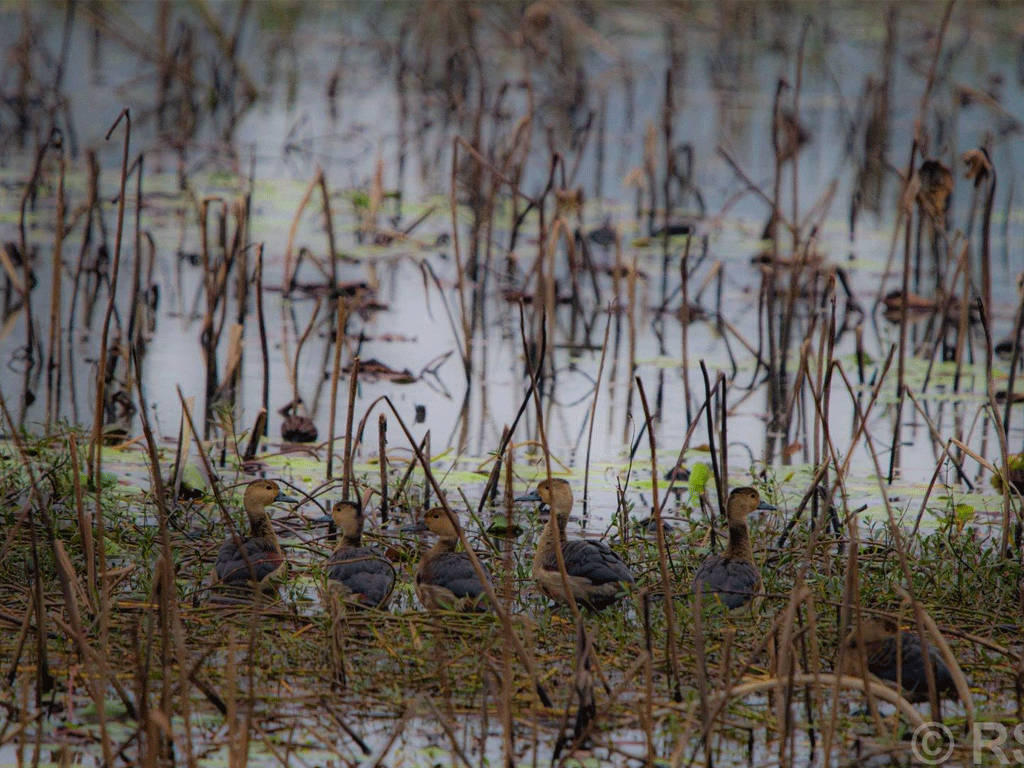 बाँकेमा जलपन्छीको वासस्थान जोखिममा