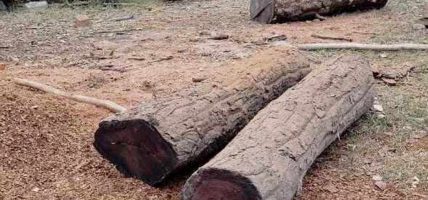 एक लाख क्युफिट काठ निकाल्दै वन कार्यालय