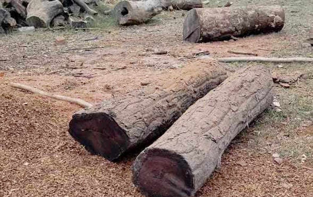 एक लाख क्युफिट काठ निकाल्दै वन कार्यालय
