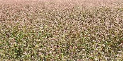 बाँझो जमिन उपयोग गरेर फलाइयो तिते फापर