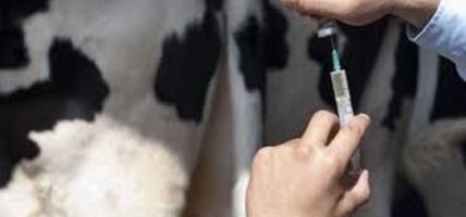 चार स्थानीय तहमा लम्पी स्किन रोगविरुद्ध खोप अभियान