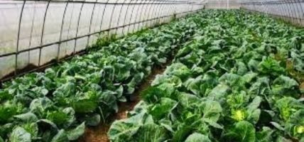कृषि विश्वविद्यालयमा भर्ना हुने विद्यार्थी बढे