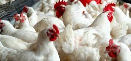 भारतबाट अवैध रूपमा कुखुरा ल्याउने क्रम रोकिएन