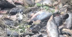 चिसोका कारण पश्चिम नवलपरासीमा माछा मर्न थाले