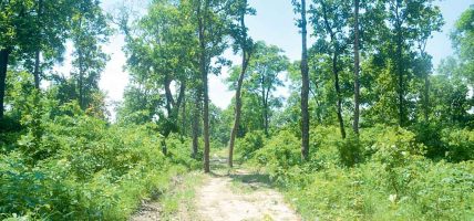 ‘जरा उद्यान’ बनाउँदै सामुदायिक वन
