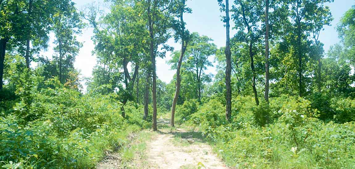 ‘जरा उद्यान’ बनाउँदै सामुदायिक वन