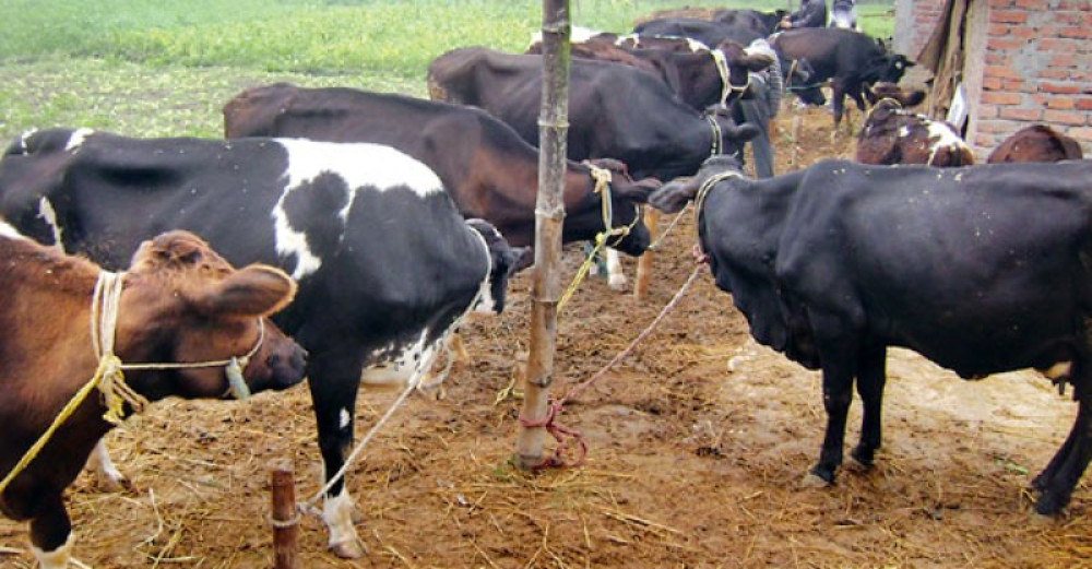 पहिलोपटक प्रतियोगितात्मक गाई प्रदर्शनी गरिँदै