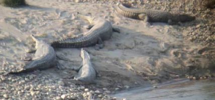 एक सय ३७ गोही प्रकृतिमा छाडियो