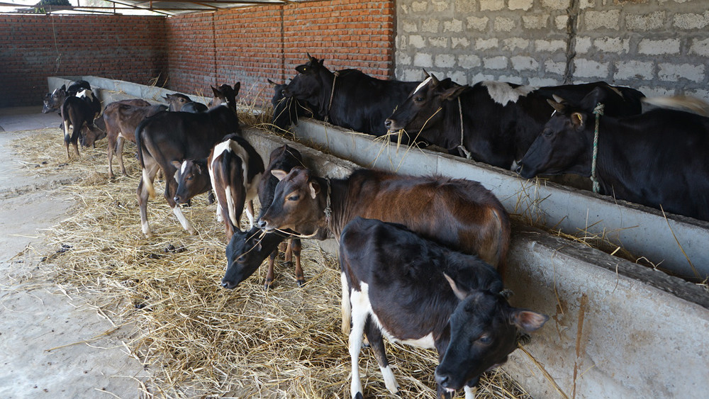 राष्ट्रिय गाई प्रदर्शनीमा कामना कृषि फर्मको गाई सर्वोत्कृष्ट