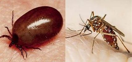 चितवनमा एकै दिन स्क्रब टाइफस र डेंगुका ४ जना बिरामी भेटिए