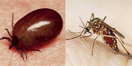 चितवनमा एकै दिन स्क्रब टाइफस र डेंगुका ४ जना बिरामी भेटिए