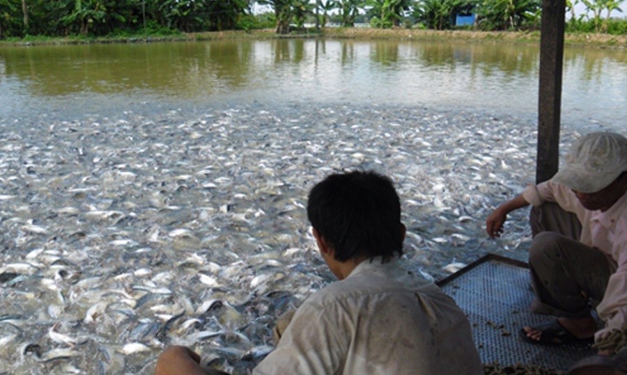 माछापालनबाट मनग्य आम्दानी गर्दै कृषक चौधरी