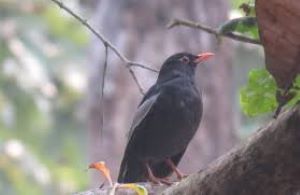 ‘Madana Chanchar’ surprises ornithologists with its presence in Shuklaphanta   